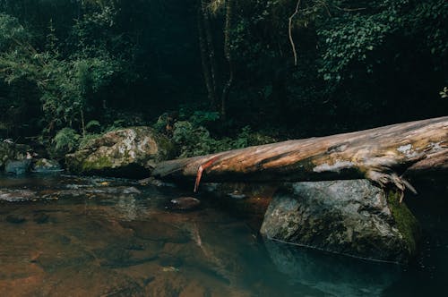 강, 나무, 나무 줄기의 무료 스톡 사진