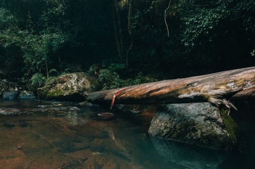 宁静的森林溪流、倒下的木桥和郁郁葱葱的绿色植物，构成了一幅完美的自然主题画面