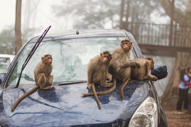 Macaque Monkeys Sitting On A Blue Car