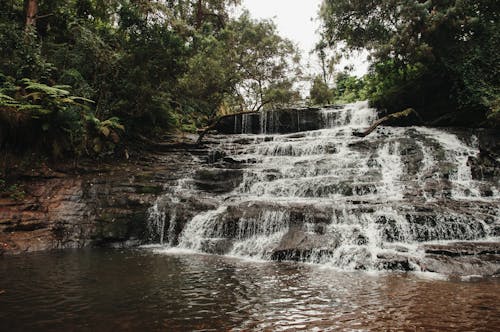 Stream in the Middle of a Forest