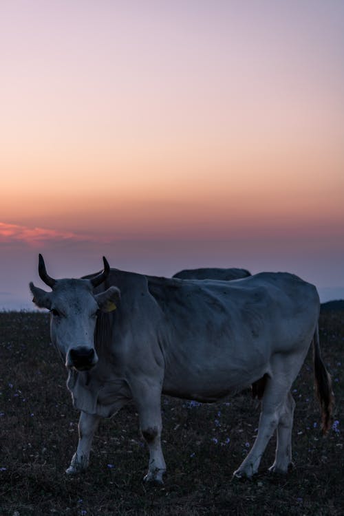 White Bull on a Field at Sunset 