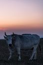 White Cow on Brown Field during Sunset