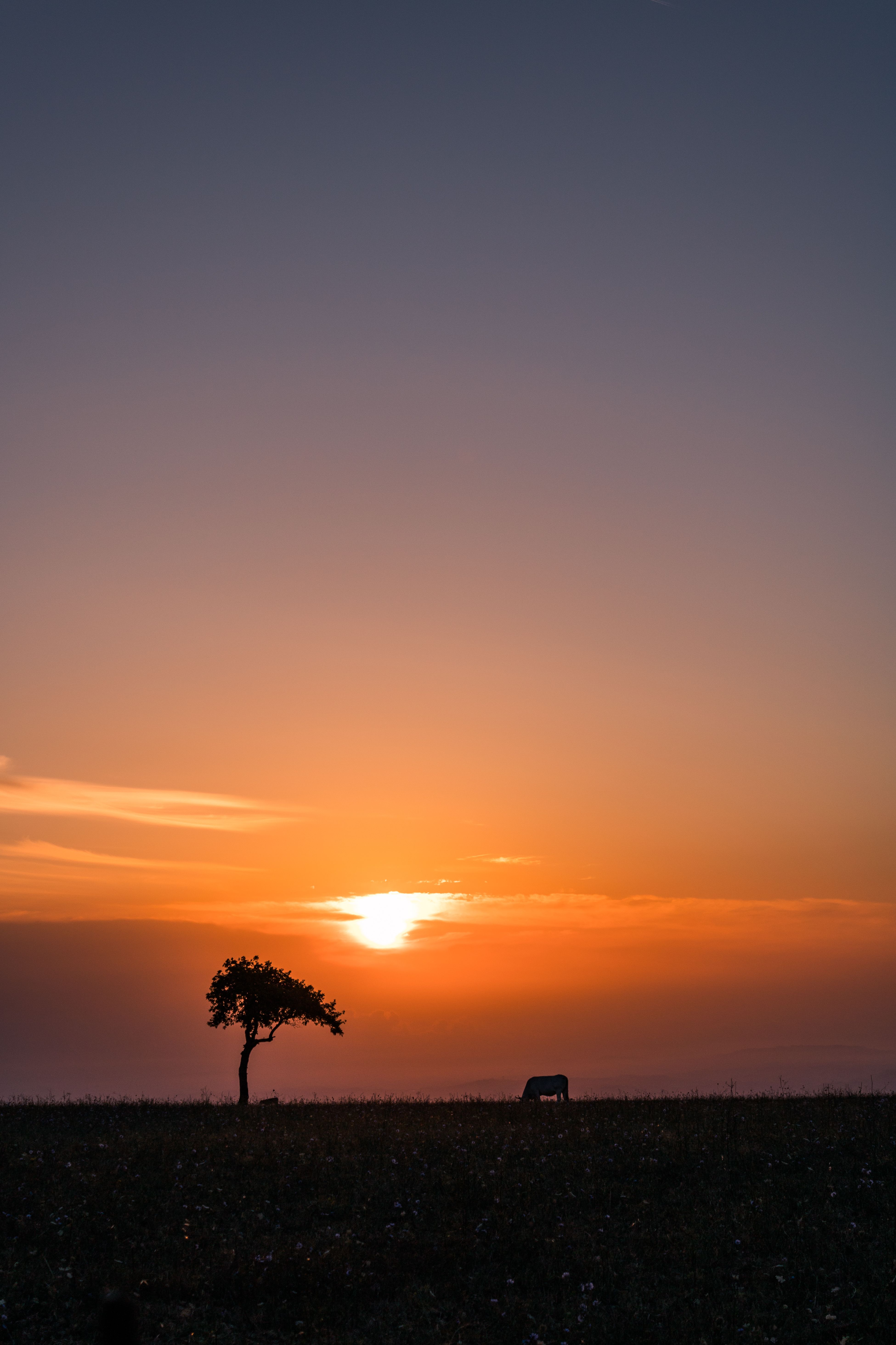 Tree Silhouette at Sunset · Free Stock Photo
