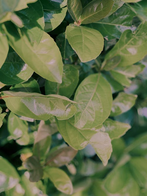 Green Leaves in Close Up Photography