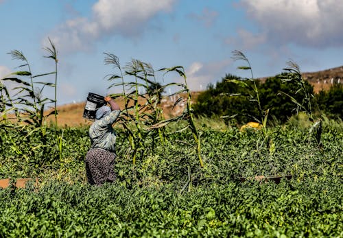 Foto profissional grátis de agricultura, área, balde