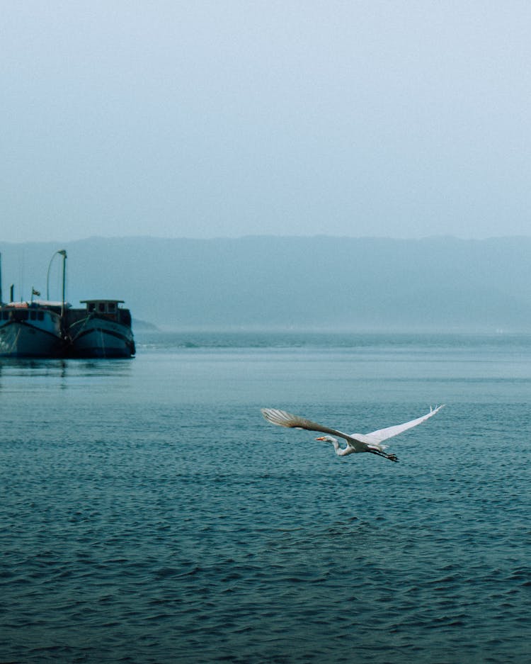 Swan Flying Over Sea