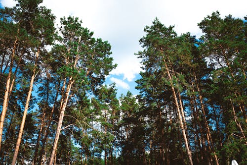 Foto profissional grátis de árvores, floresta, fotografia da natureza