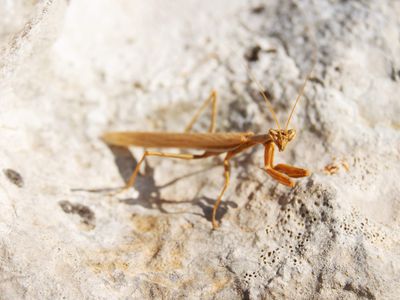 Praying Mantis