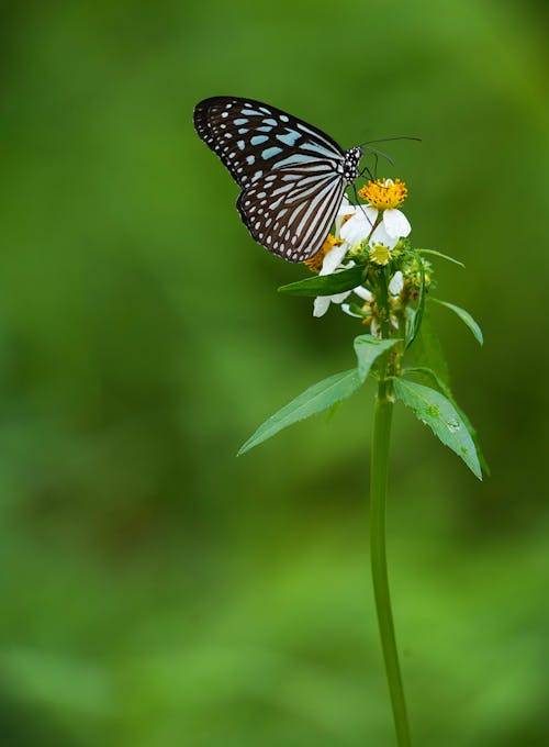 Free Black and Blue Butterfly Perched on a Flower  Stock Photo