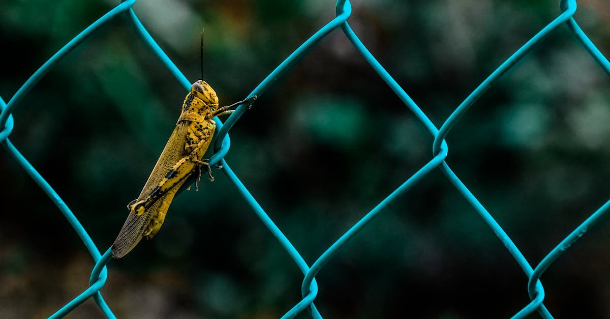 Yellow and Black Grasshopper on Teal Cyclone Wire Fence during Daytime in Shallow Focus Photography
