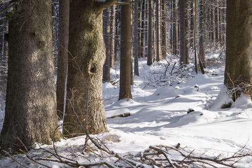 Floresta Coberta De Neve