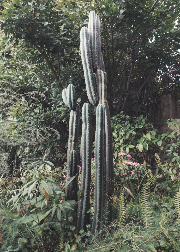 Tall Green Cactus Plant