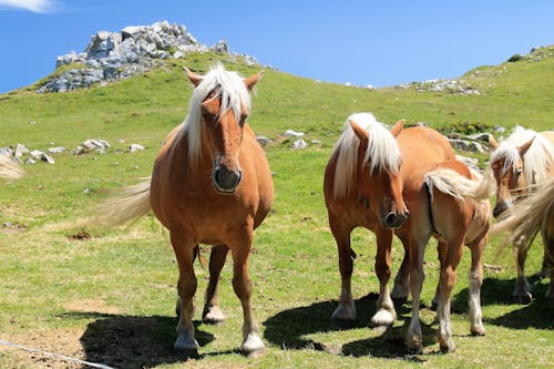 Horses in Grassland