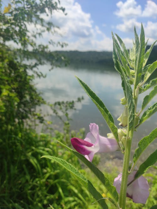 ダム, はつ花, 川の無料の写真素材