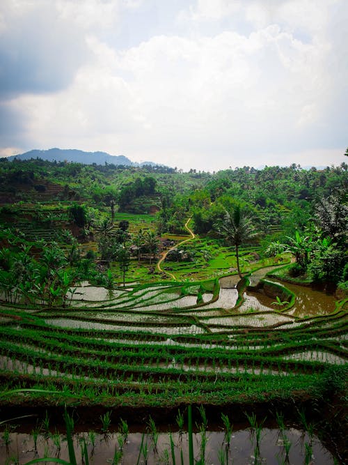 

Rice Terraces under a Cloudy Sky