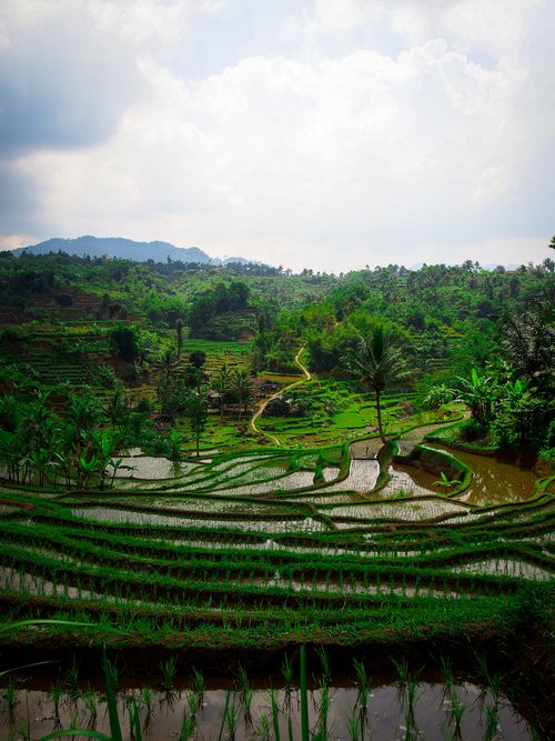 Free Serene view of rice terraces and lush greenery under a cloudy sky, perfect for nature lovers. Stock Photo