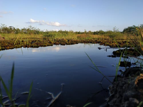 Kostenloses Stock Foto zu gras, himmel, wasser