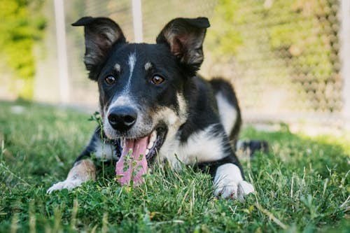 Gratis stockfoto met beest, detailopname, dierenfotografie