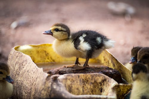 Duckling Drinking Water from a Bucket