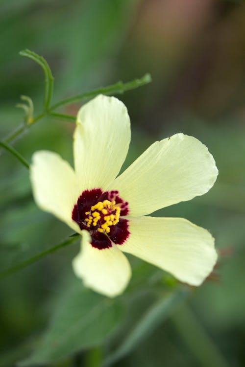 White Flower With Yellow Stigma