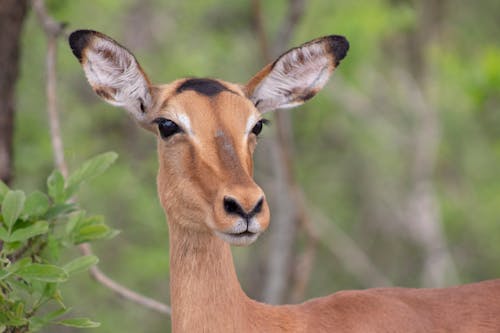 
A Close-Up Shot of an Impala