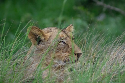 Free stock photo of africa, animal, close-up
