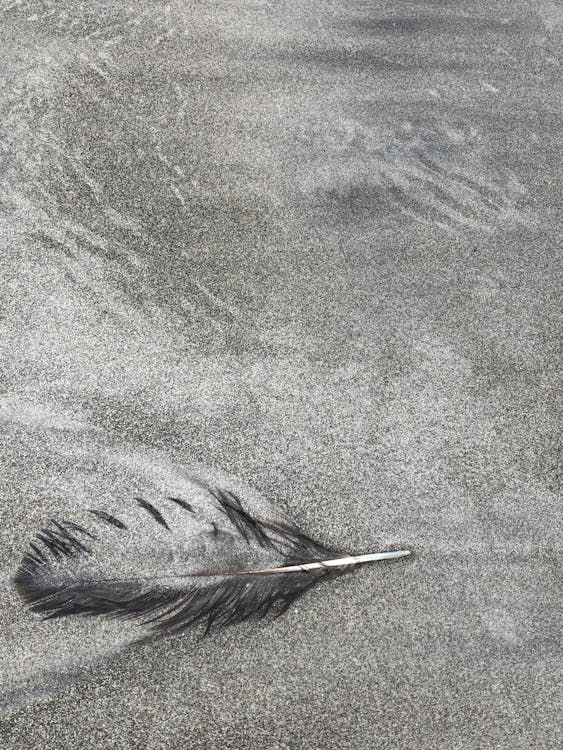Free Black Feather on the Sandy Shore Stock Photo