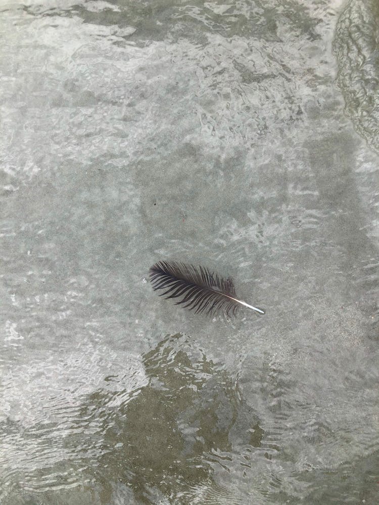  Feather Floating On Clear Water