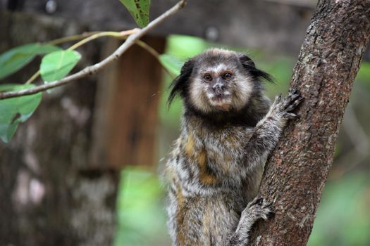 Brown Monkey on Tree Branch