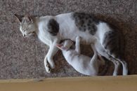 一只母猫和她的小猫睡在石头地板上，从上方捕捉到了一个温柔的特写