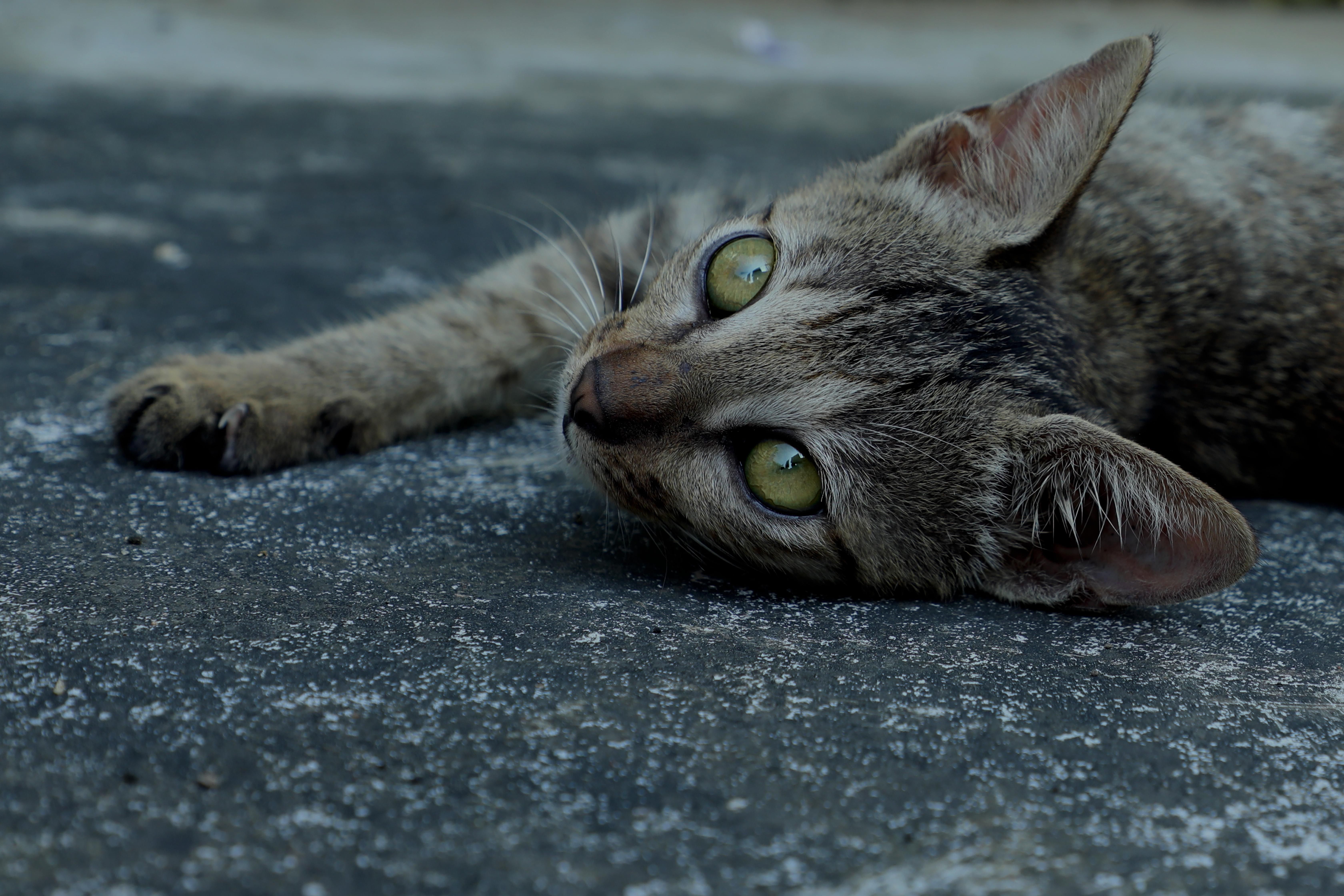 Brown Tabby Cats Lying on Brown Wooden Floor · Free Stock Photo