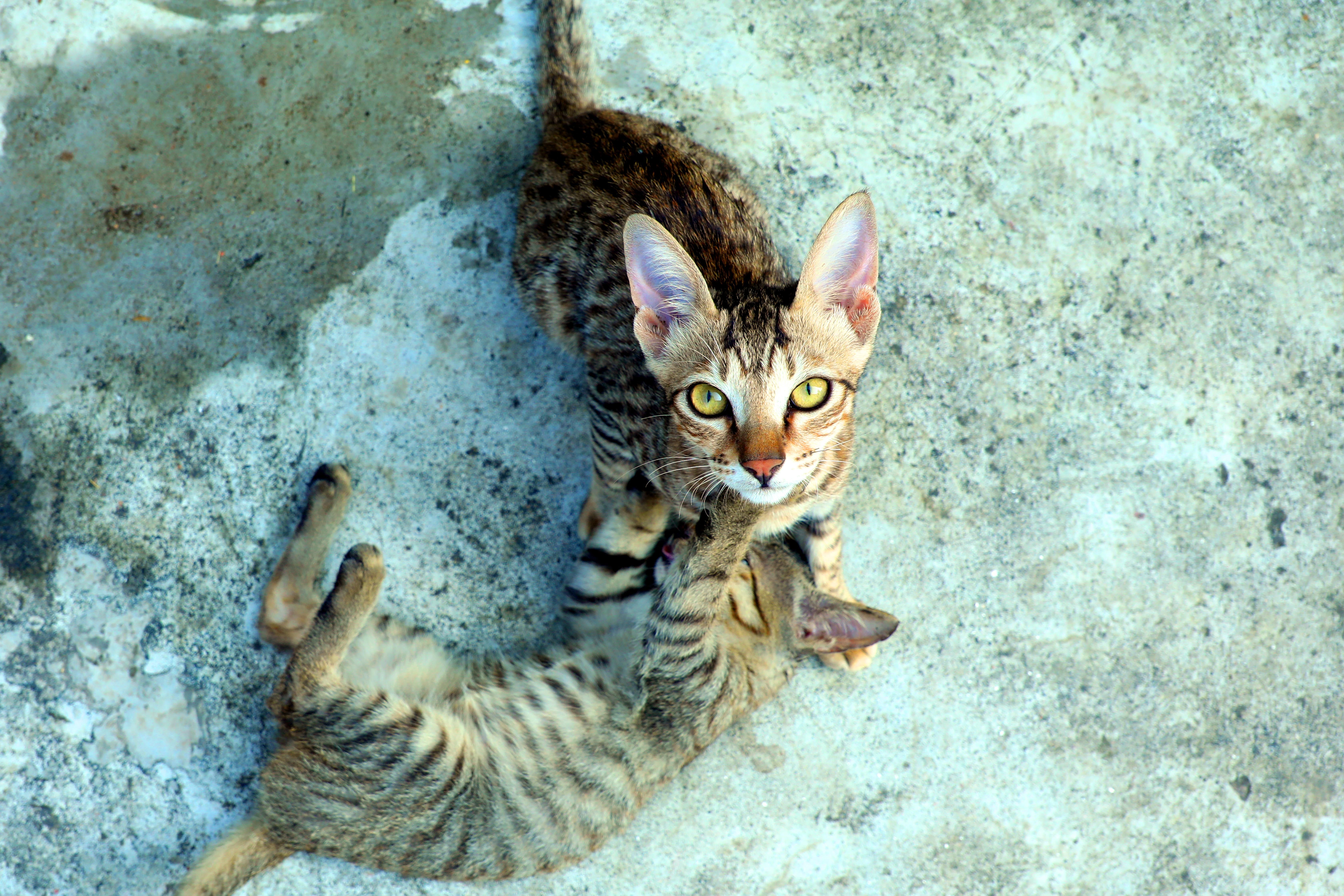 Two tabby kittens wrestling on a concrete floor, one on its back with its hind legs raised under the other