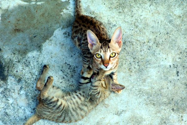 Dois gatinhos tigrados brincando no chão de concreto, exibindo seus olhos brilhantes.