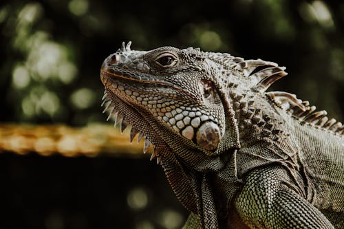 Close Up Photo on a Brown Iguana 