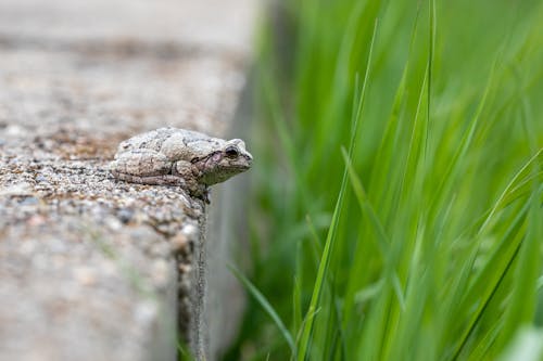 Free Gray Frog on concrete Floor Near Green Grass Stock Photo
