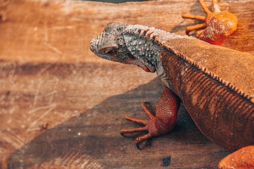 Lizard on Brown Wooden Surface
