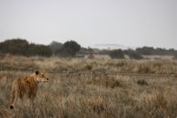 Brown Lioness Standing on Brown Grass Field