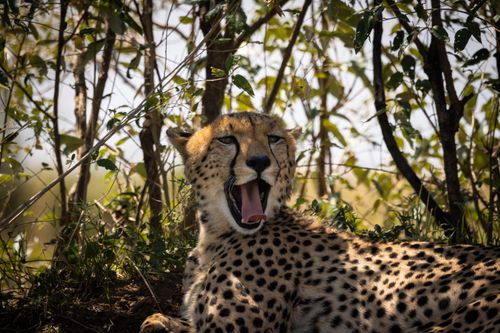 Free A relaxed cheetah yawning in the Kenyan wilderness, showcasing its distinctive spots. Stock Photo