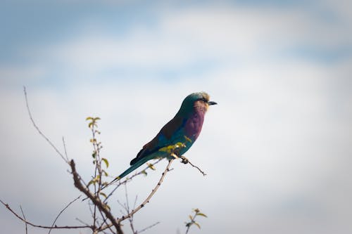 Green and Blue Bird Perched on Brown Tree Branch