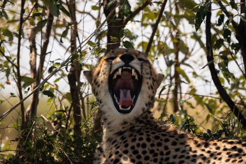 Free Close-up of a yawning cheetah in Nakuru County, Kenya, surrounded by lush foliage. Stock Photo