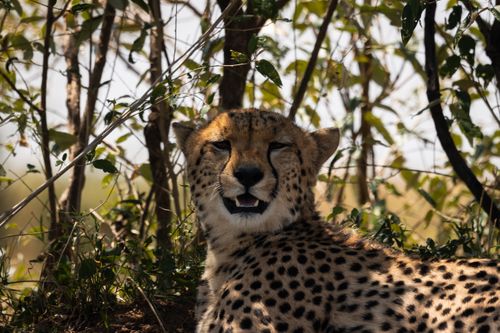 Free A cheetah resting in the shade with spotted fur and bright foliage background. Stock Photo