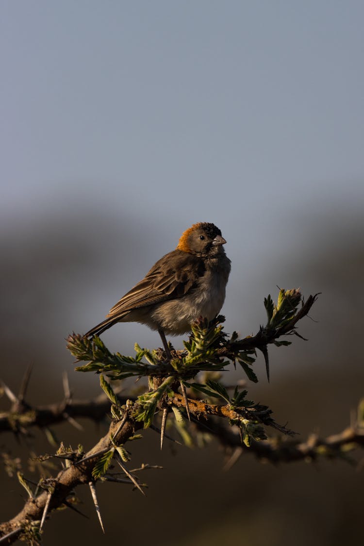 Brown Bird Perched On A Stem With Green Leaves