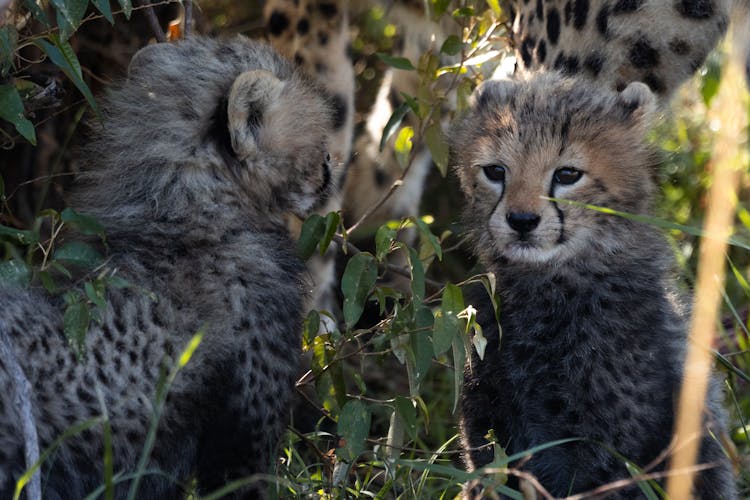 Cheetah Cubs Sitting On Green Grass