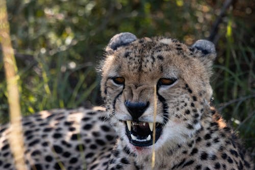 Fotobanka s bezplatnými fotkami na tému cicavec, divočina, gepard