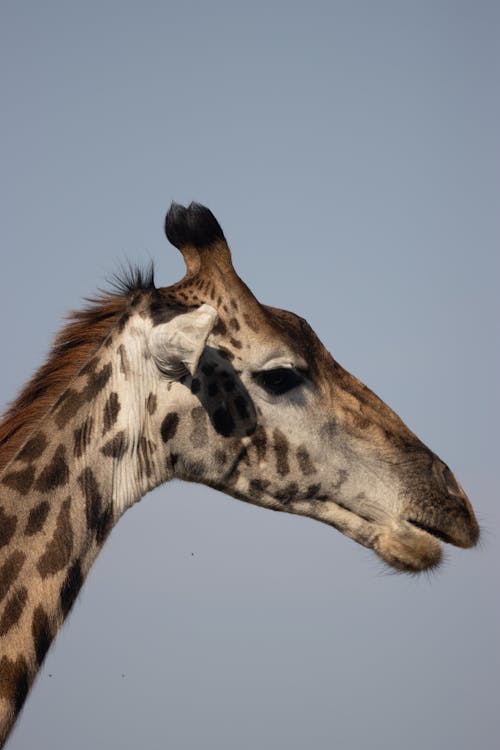 Giraffe Head in Close-up Photography