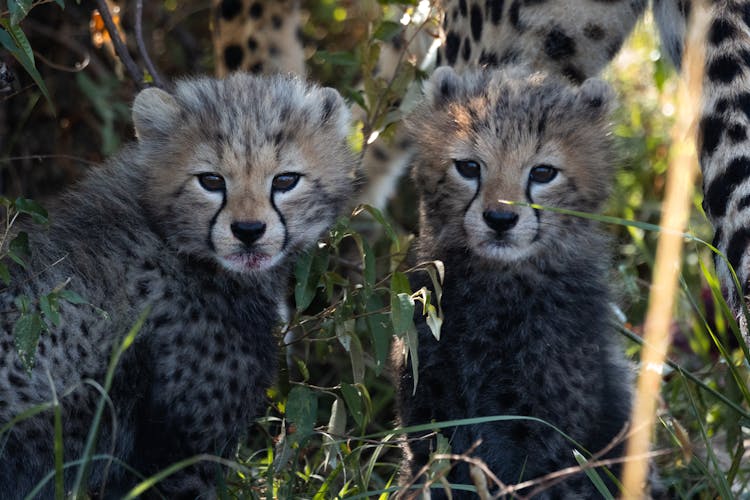 Cheetah Cubs Sitting On Grass