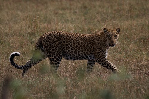 Leopard Walking on Grass Field