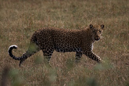 ヒョウ, ぼかし, 動物の無料の写真素材