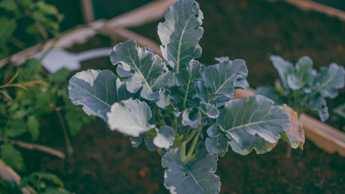 Calendrier de semis de légumes de printemps en août