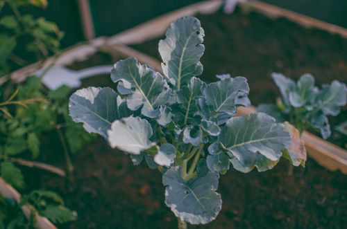 Free A detailed view of a growing broccoli plant in an outdoor organic garden setting. Stock Photo